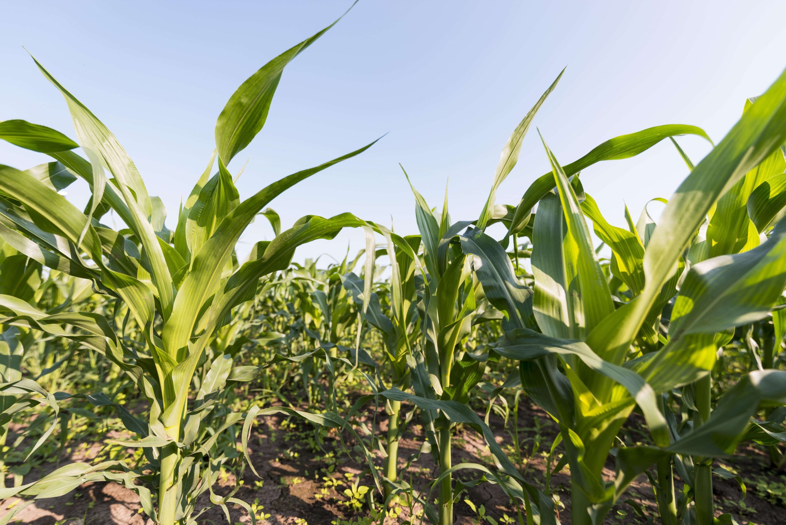 Row Crop Scouting