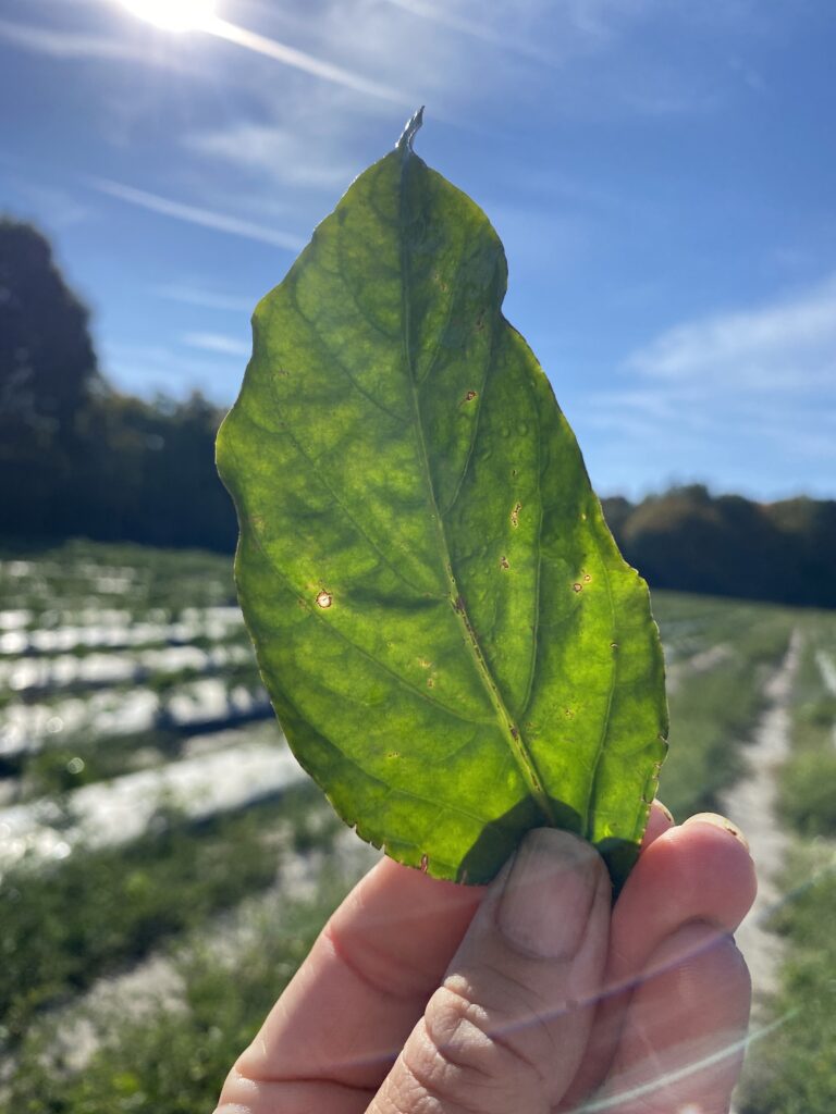 Tissue Sampling ​