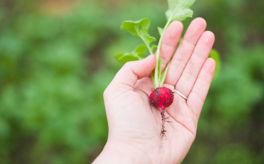 How Weather Data Influences Farm Management Decisions